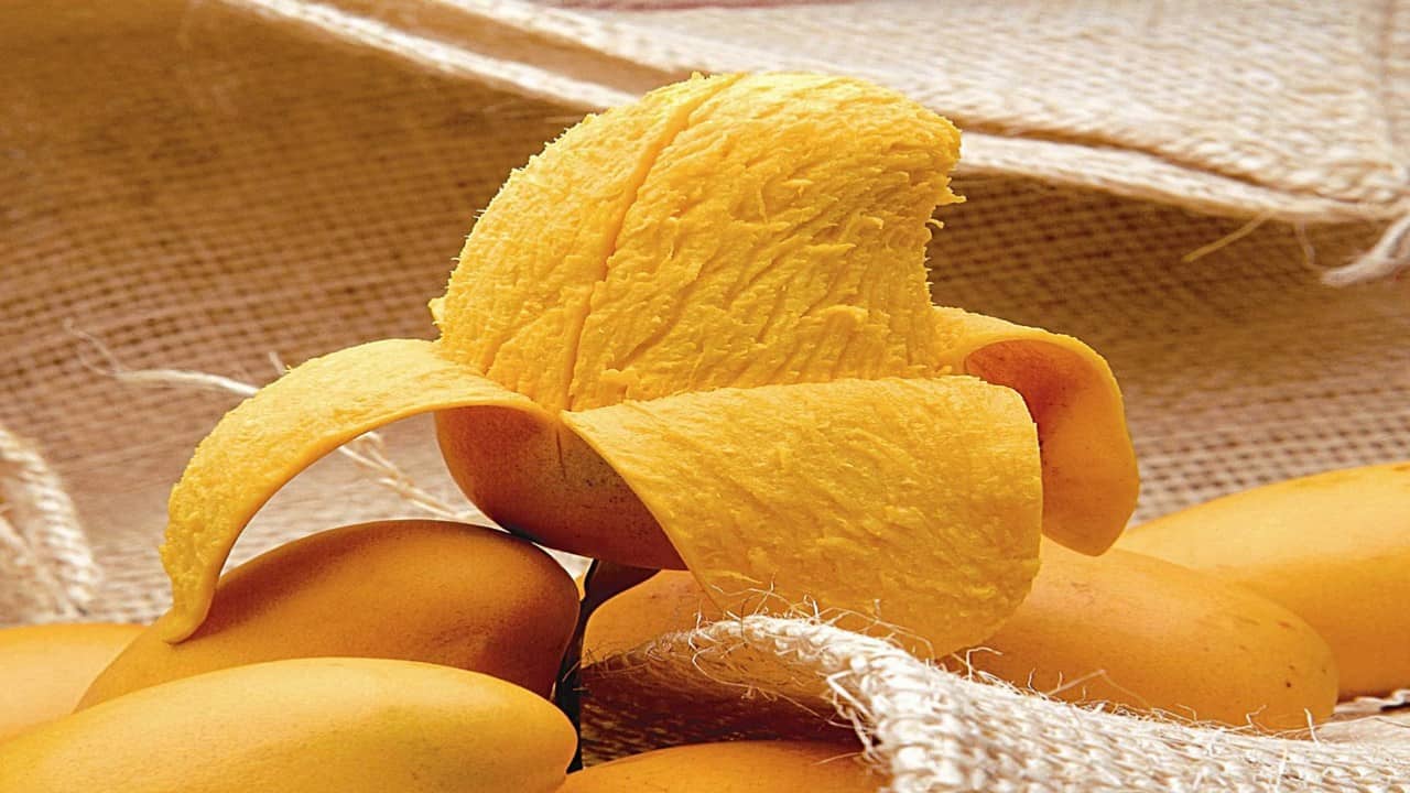 Polit Cnicos Crean Biopl Stico Con C Scara De Mango