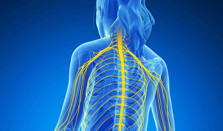 Esclerosis Múltiple, Enfermedad Progresiva Que Daña El Sistema Nervioso