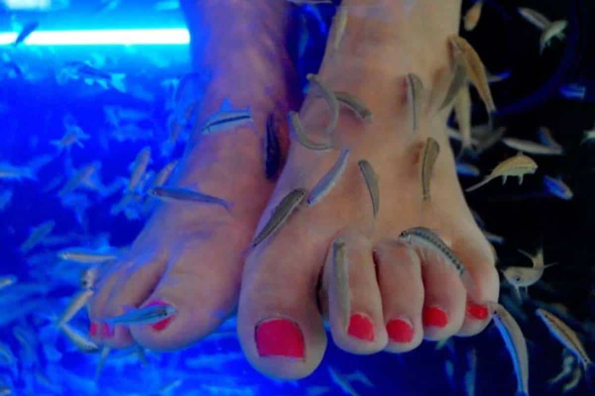 Pierde Las U as De Los Pies Por Hacerse Pedicura Con Peces