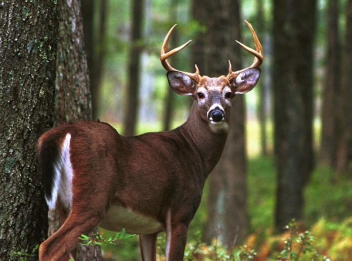 Venado cola blanca, patrimonio biológico de la biodiversidad de México