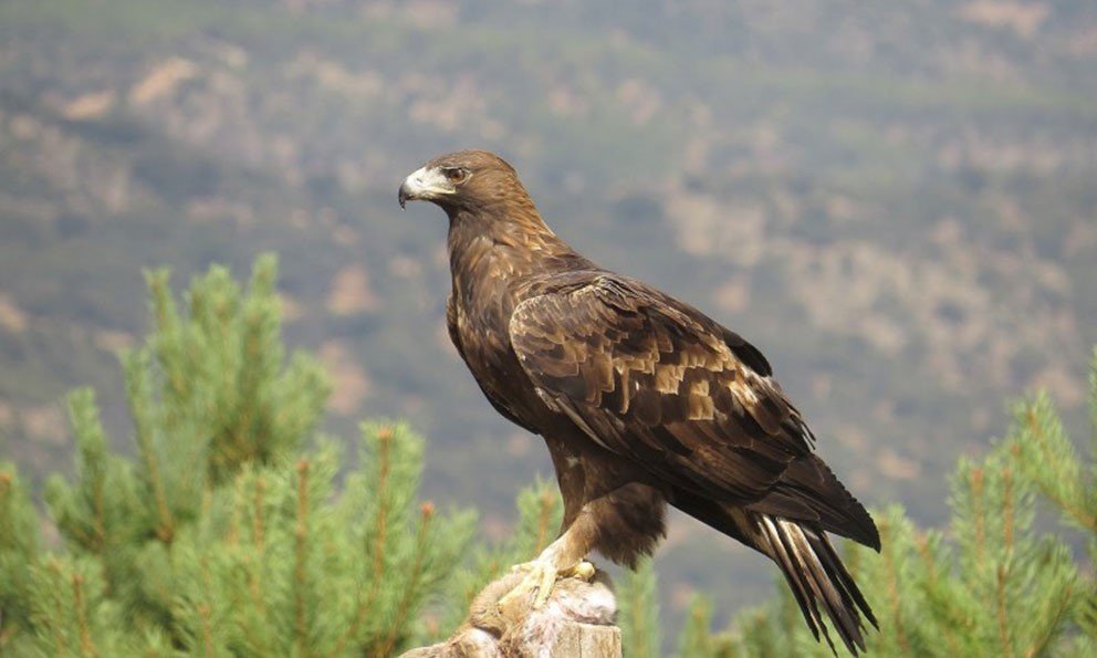 En peligro de extinción el águila real, símbolo de la mexicanidad